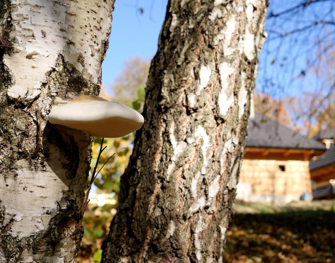 Osada Sudecka Villa Lądek-Zdrój Kültér fotó